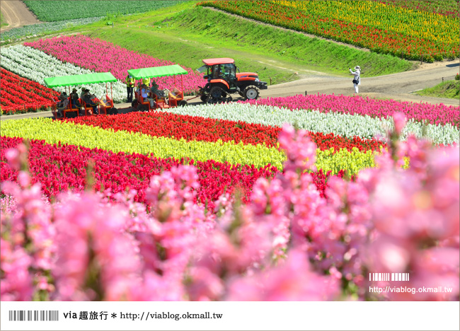 北海道花季》美瑛｜四季彩之丘、ぜるぶの丘･亜斗夢の丘、美馬牛花田(菅野農場)