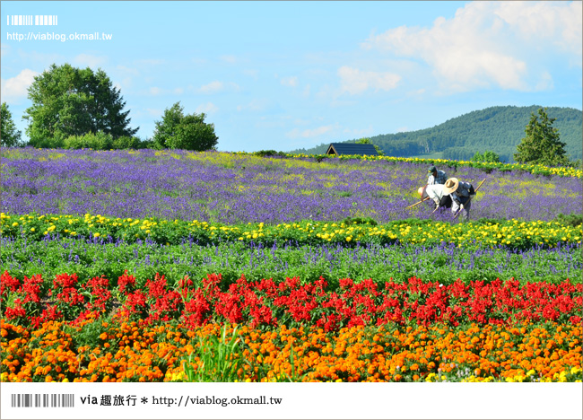 北海道花季》美瑛｜四季彩之丘、ぜるぶの丘･亜斗夢の丘、美馬牛花田(菅野農場)