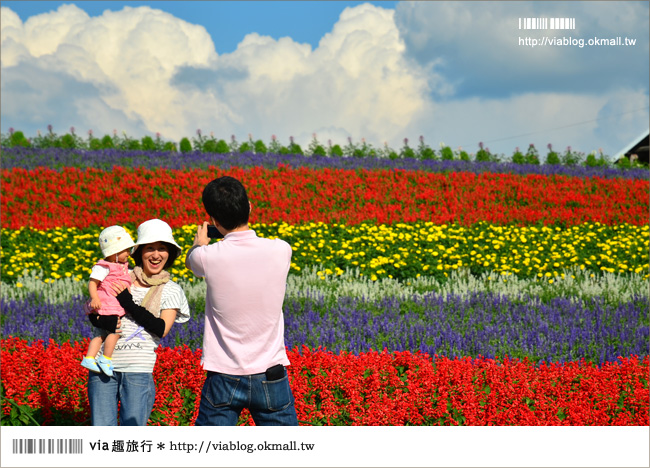 北海道花季》美瑛｜四季彩之丘、ぜるぶの丘･亜斗夢の丘、美馬牛花田(菅野農場)