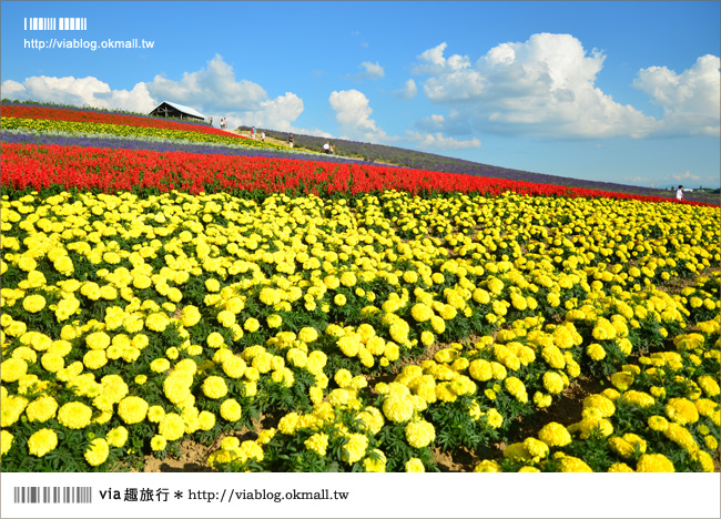 北海道花季》美瑛｜四季彩之丘、ぜるぶの丘･亜斗夢の丘、美馬牛花田(菅野農場)