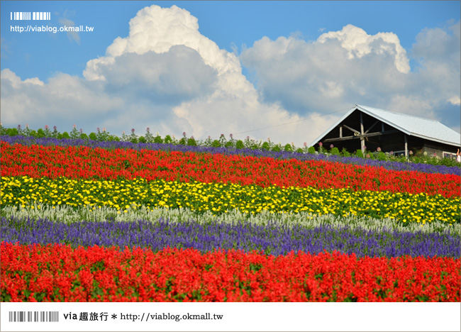 北海道花季》美瑛｜四季彩之丘、ぜるぶの丘･亜斗夢の丘、美馬牛花田(菅野農場)