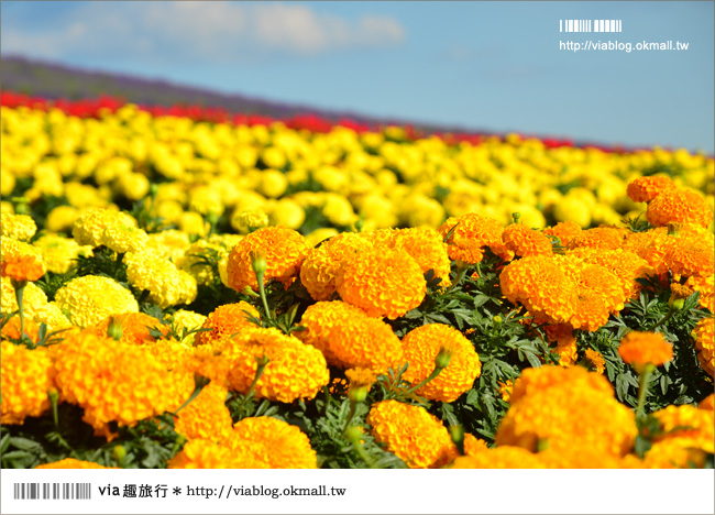 北海道花季》美瑛｜四季彩之丘、ぜるぶの丘･亜斗夢の丘、美馬牛花田(菅野農場)