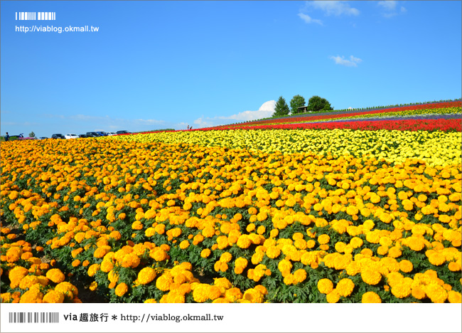 北海道花季》美瑛｜四季彩之丘、ぜるぶの丘･亜斗夢の丘、美馬牛花田(菅野農場)