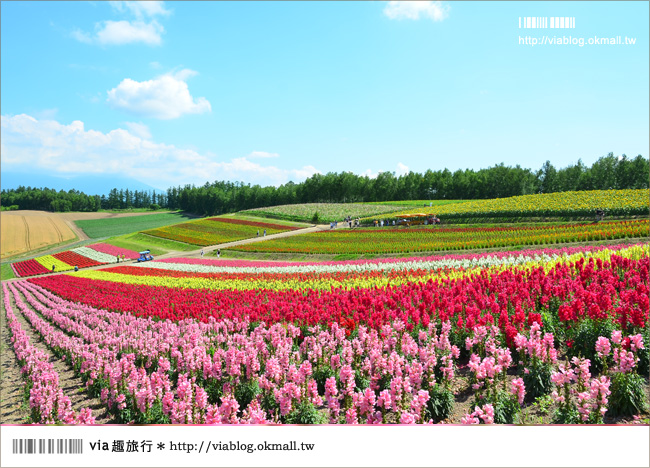 北海道花季》美瑛｜四季彩之丘、ぜるぶの丘･亜斗夢の丘、美馬牛花田(菅野農場)