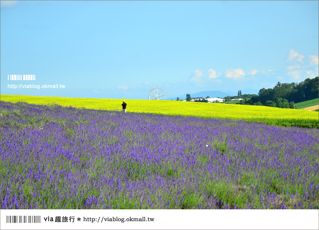 北海道花季》美瑛｜四季彩之丘、ぜるぶの丘･亜斗夢の丘、美馬牛花田(菅野農場)