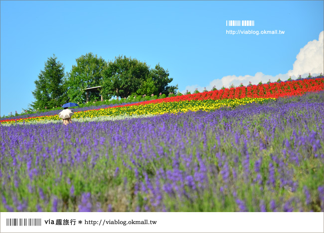 北海道花季》美瑛｜四季彩之丘、ぜるぶの丘･亜斗夢の丘、美馬牛花田(菅野農場)