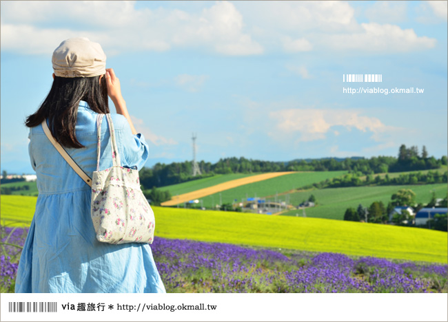 北海道花季》美瑛｜四季彩之丘、ぜるぶの丘･亜斗夢の丘、美馬牛花田(菅野農場)