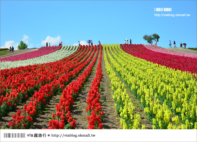 北海道花季》美瑛｜四季彩之丘、ぜるぶの丘･亜斗夢の丘、美馬牛花田(菅野農場)