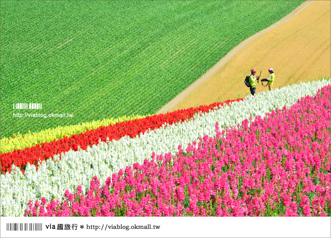 北海道花季》美瑛｜四季彩之丘、ぜるぶの丘･亜斗夢の丘、美馬牛花田(菅野農場)