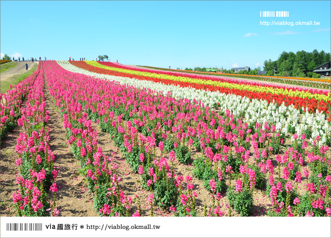 北海道花季》美瑛｜四季彩之丘、ぜるぶの丘･亜斗夢の丘、美馬牛花田(菅野農場)