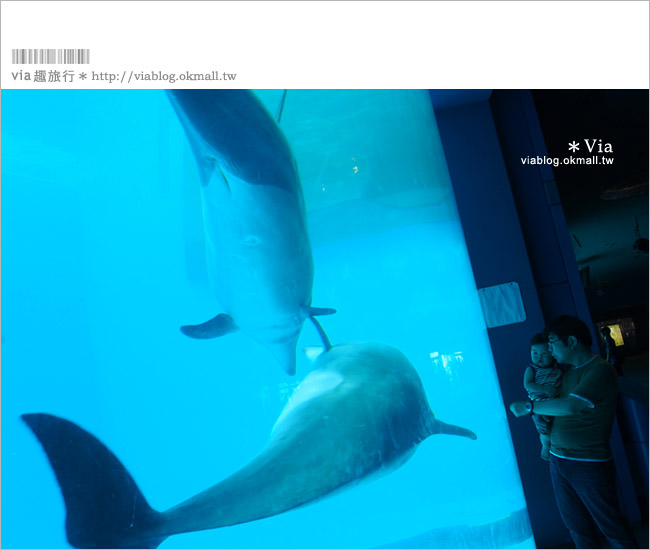 名古屋景點》名古屋港水族館～大人氣的虎鯨、小白鯨、企鵝、海豚等你來玩！