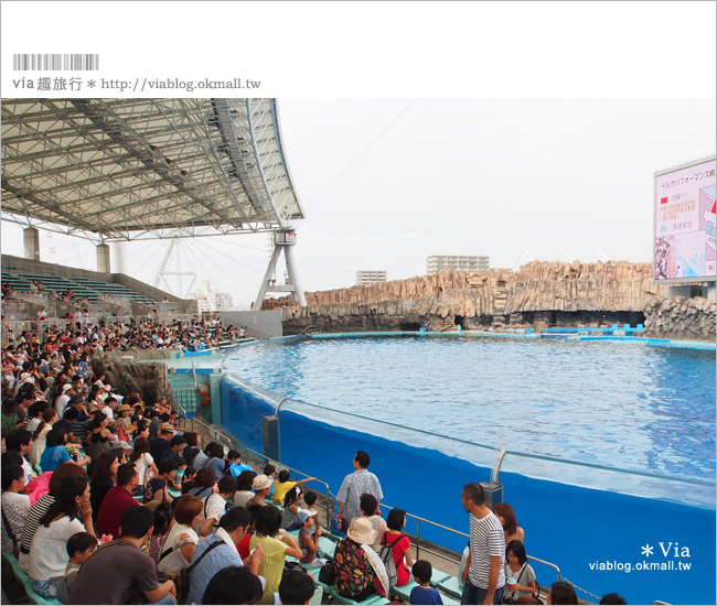 名古屋景點》名古屋港水族館～大人氣的虎鯨、小白鯨、企鵝、海豚等你來玩！