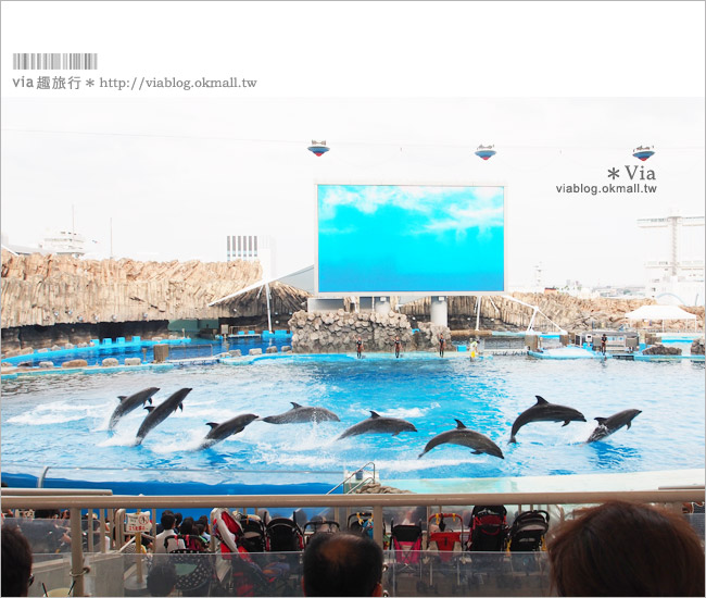 名古屋景點》名古屋港水族館～大人氣的虎鯨、小白鯨、企鵝、海豚等你來玩！