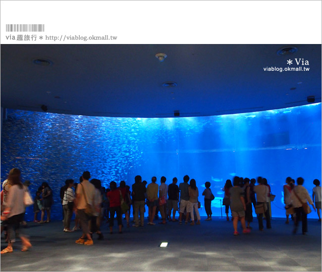 名古屋景點》名古屋港水族館～大人氣的虎鯨、小白鯨、企鵝、海豚等你來玩！