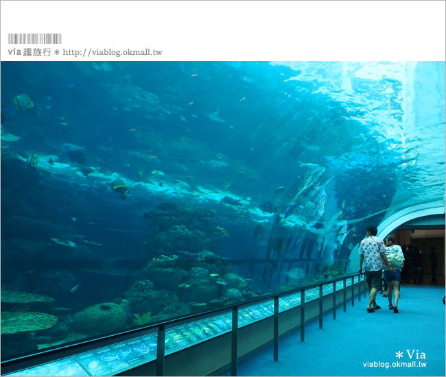 名古屋景點》名古屋港水族館～大人氣的虎鯨、小白鯨、企鵝、海豚等你來玩！