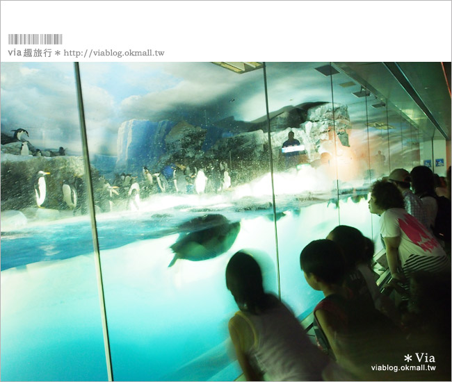 名古屋景點》名古屋港水族館～大人氣的虎鯨、小白鯨、企鵝、海豚等你來玩！