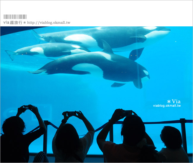 名古屋景點》名古屋港水族館～大人氣的虎鯨、小白鯨、企鵝、海豚等你來玩！