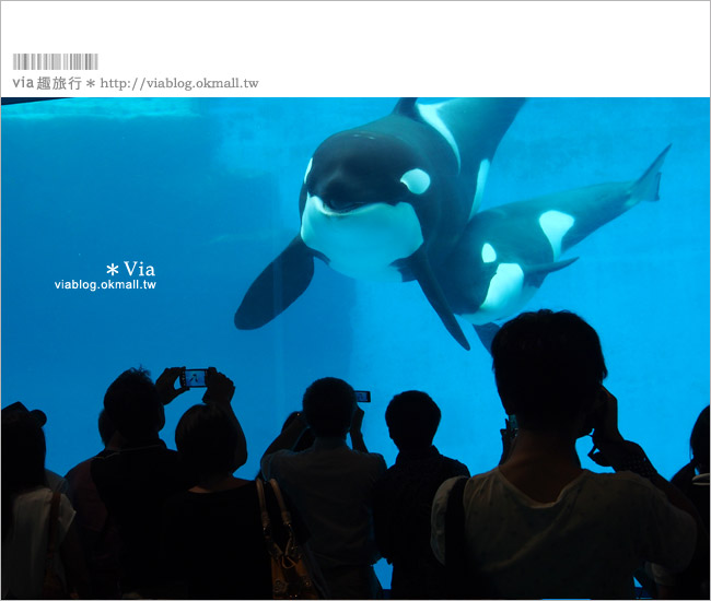 名古屋景點》名古屋港水族館～大人氣的虎鯨、小白鯨、企鵝、海豚等你來玩！