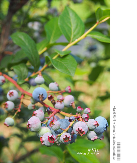 小樽景點》夏旅北海道～「山本觀光果園」大啖鮮美水果的好去處！