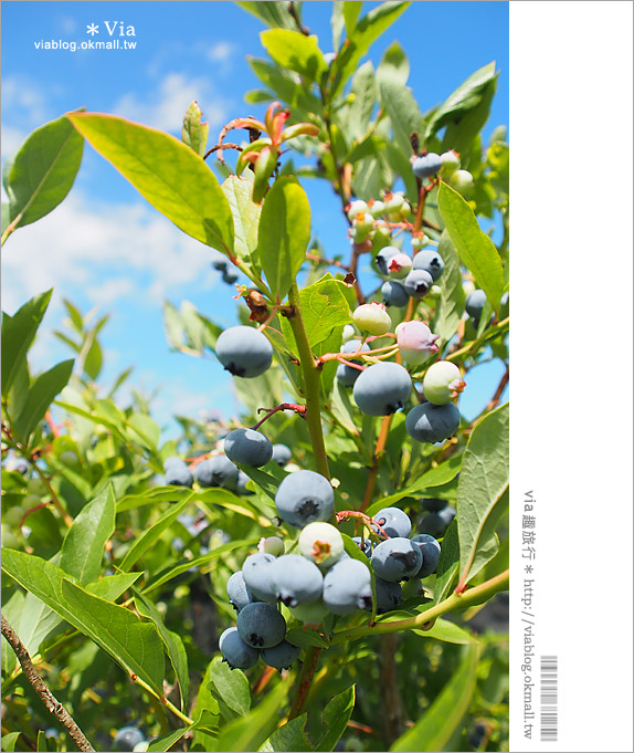 小樽景點》夏旅北海道～「山本觀光果園」大啖鮮美水果的好去處！