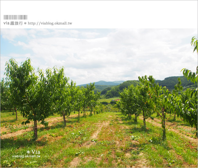 小樽景點》夏旅北海道～「山本觀光果園」大啖鮮美水果的好去處！