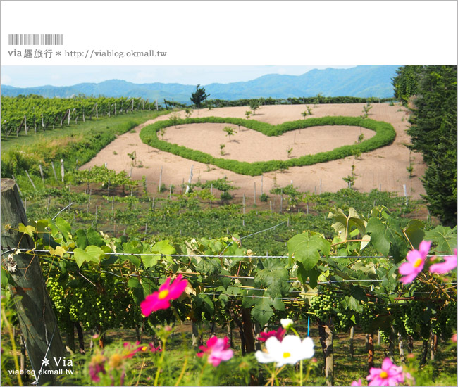 小樽景點》夏旅北海道～「山本觀光果園」大啖鮮美水果的好去處！