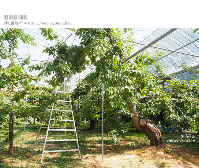 小樽景點》夏旅北海道～「山本觀光果園」大啖鮮美水果的好去處！