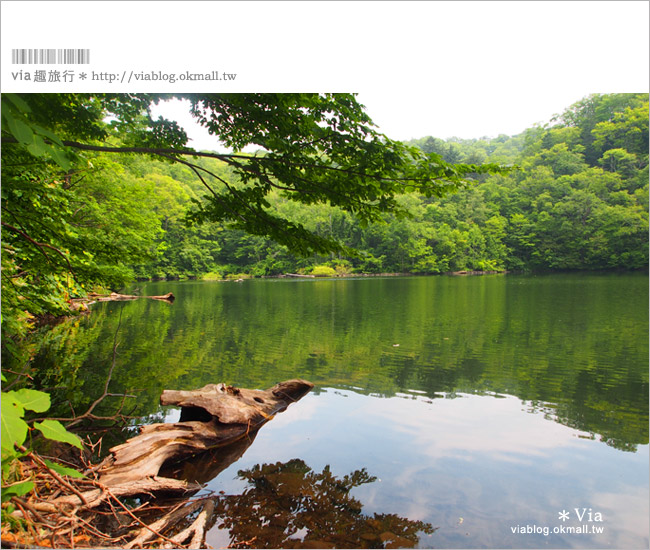 北海道旅遊》二世谷景點夏日玩樂法！（必吃高橋牧場霜淇淋啊～）