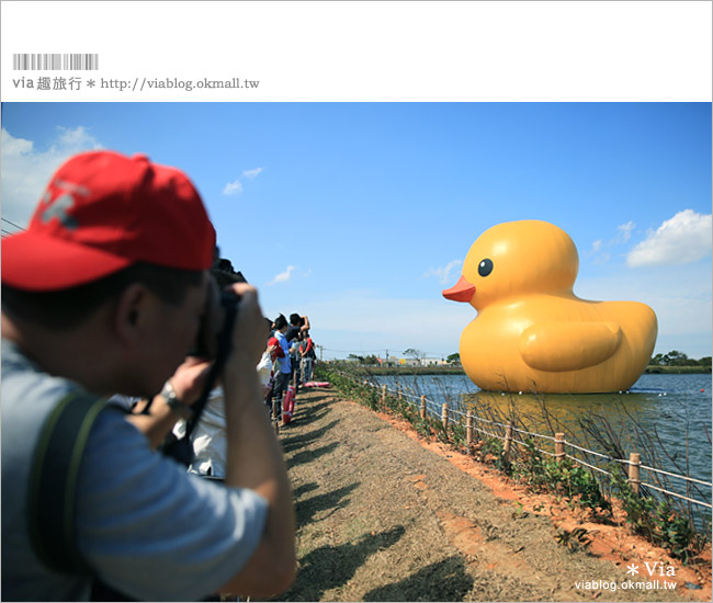 桃園黃色小鴨》2013桃園地景藝術節(已撤展)～黃色小鴨＋地景節！趕快來旅行～