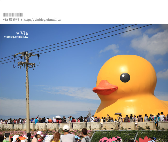 桃園黃色小鴨》2013桃園地景藝術節(已撤展)～黃色小鴨＋地景節！趕快來旅行～