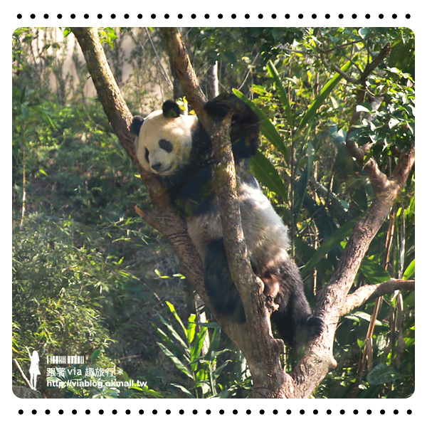 台北動物園》熊貓圓仔影片～圓仔終於見客啦！來去動物園看爆可愛的圓仔