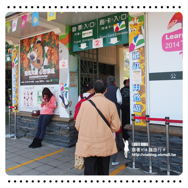 台北動物園》熊貓圓仔影片～圓仔終於見客啦！來去動物園看爆可愛的圓仔