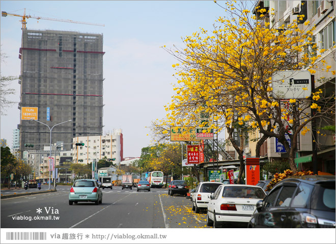 台南黃金風鈴木》台南市林森路的黃金大道‧黃澄風鈴木繽紛綻開～