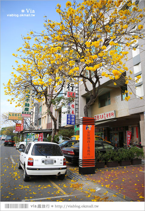 台南黃金風鈴木》台南市林森路的黃金大道‧黃澄風鈴木繽紛綻開～