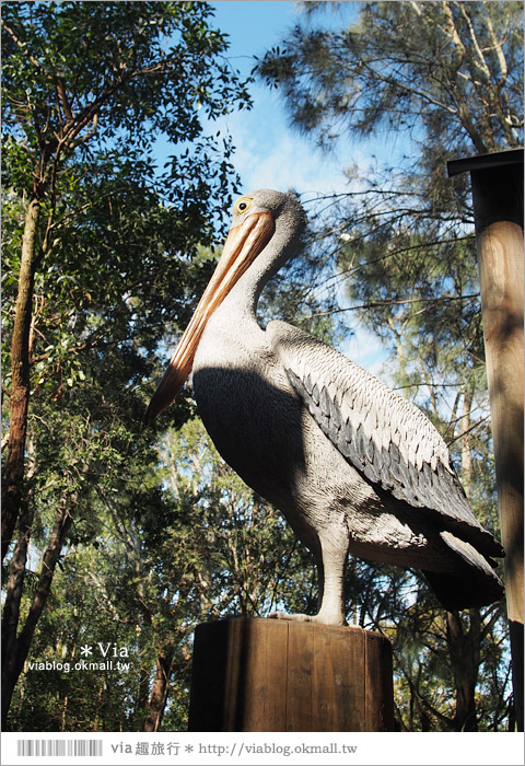 雪梨自由行》雪梨一日遊DayTour：Featherdale wildlife park超精彩必遊動物園