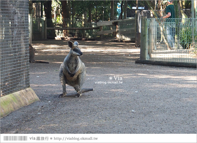 雪梨自由行》雪梨一日遊DayTour：Featherdale wildlife park超精彩必遊動物園