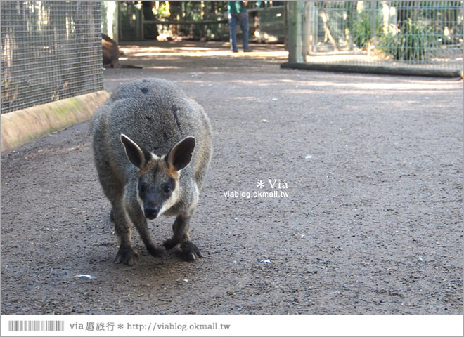 雪梨自由行》雪梨一日遊DayTour：Featherdale wildlife park超精彩必遊動物園