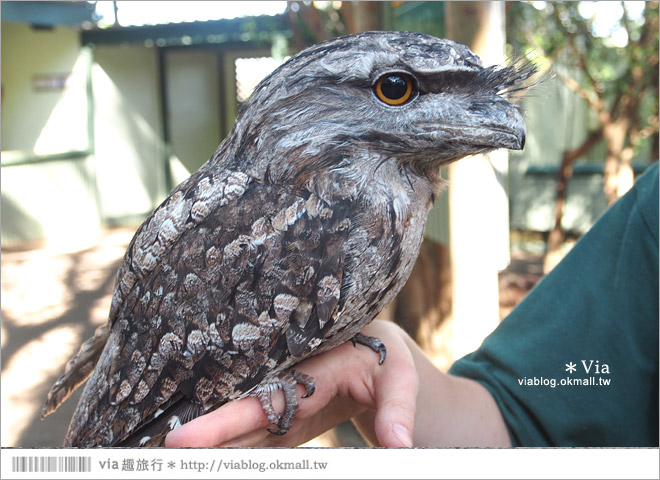 雪梨自由行》雪梨一日遊DayTour：Featherdale wildlife park超精彩必遊動物園