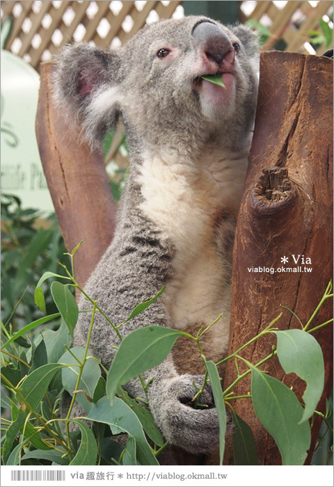 雪梨自由行》雪梨一日遊DayTour：Featherdale wildlife park超精彩必遊動物園