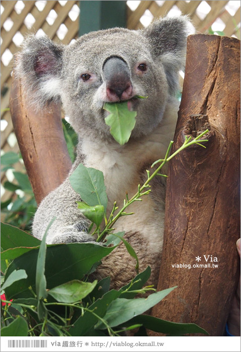 雪梨自由行》雪梨一日遊DayTour：Featherdale wildlife park超精彩必遊動物園