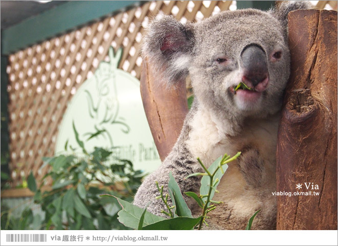 雪梨自由行》雪梨一日遊DayTour：Featherdale wildlife park超精彩必遊動物園