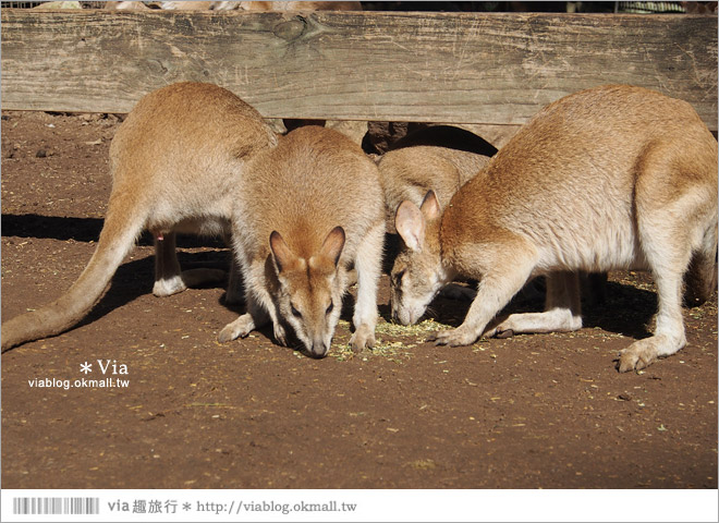 雪梨自由行》雪梨一日遊DayTour：Featherdale wildlife park超精彩必遊動物園