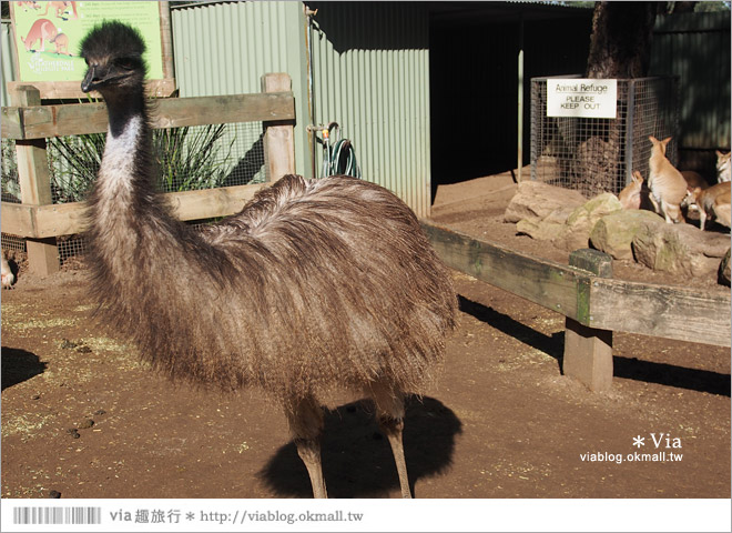 雪梨自由行》雪梨一日遊DayTour：Featherdale wildlife park超精彩必遊動物園