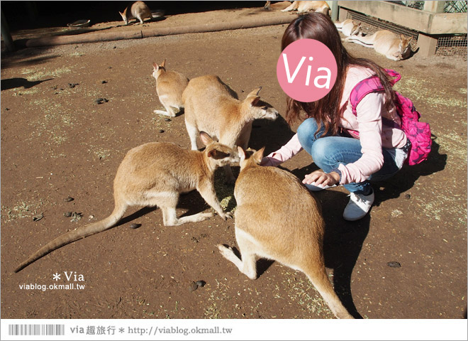 雪梨自由行》雪梨一日遊DayTour：Featherdale wildlife park超精彩必遊動物園