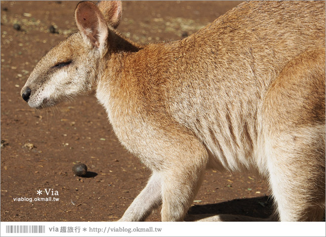 雪梨自由行》雪梨一日遊DayTour：Featherdale wildlife park超精彩必遊動物園