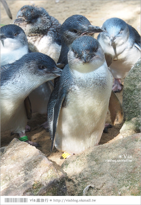 雪梨自由行》雪梨一日遊DayTour：Featherdale wildlife park超精彩必遊動物園