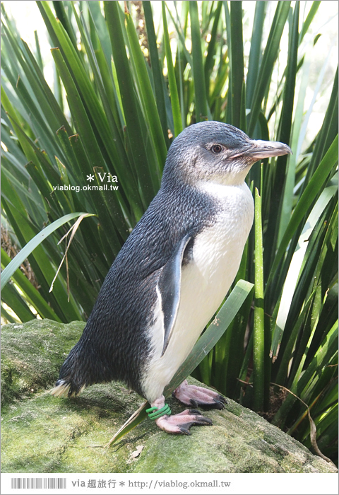 雪梨自由行》雪梨一日遊DayTour：Featherdale wildlife park超精彩必遊動物園