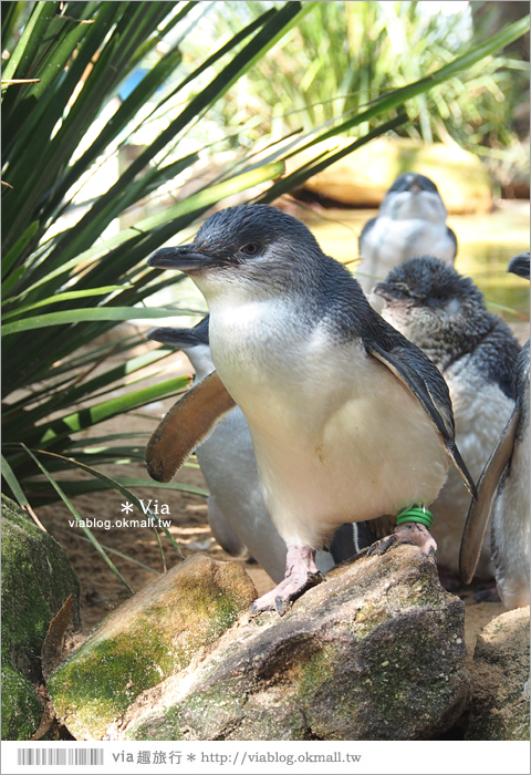 雪梨自由行》雪梨一日遊DayTour：Featherdale wildlife park超精彩必遊動物園