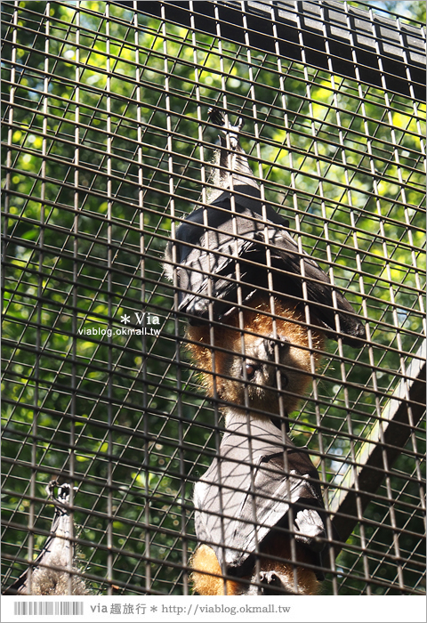 雪梨自由行》雪梨一日遊DayTour：Featherdale wildlife park超精彩必遊動物園