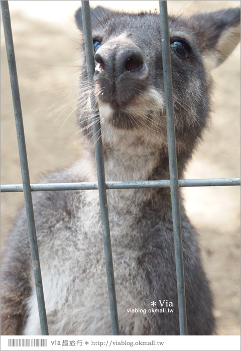 雪梨自由行》雪梨一日遊DayTour：Featherdale wildlife park超精彩必遊動物園